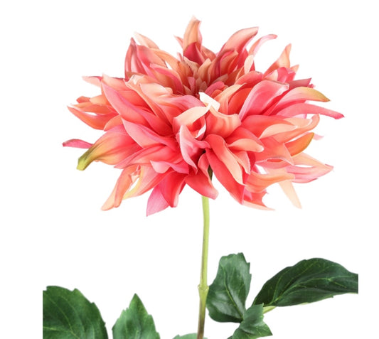 Dahlia Flower pink