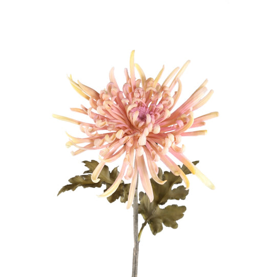 Flower chrysanthemum Pink Yellow