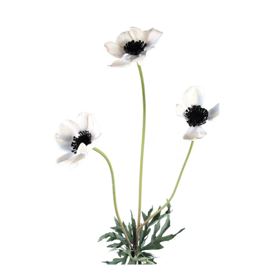 Flower White Anemone