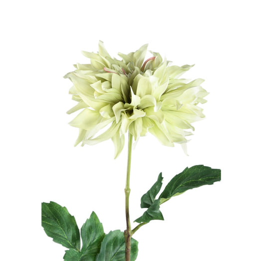 Dahlia Flower green