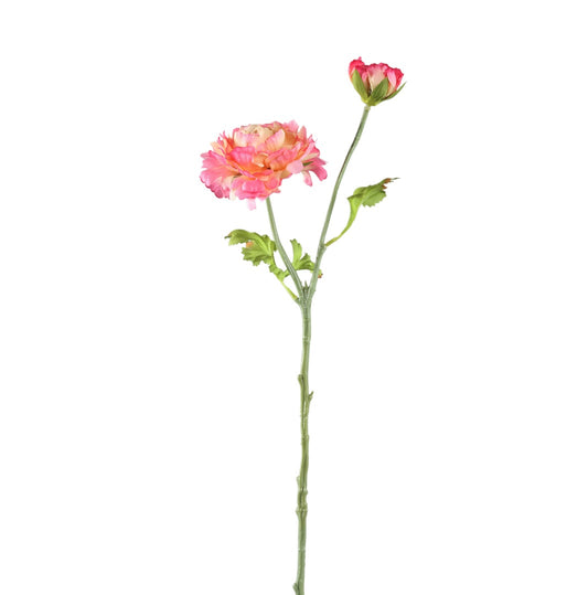 Flower Ranunculus Pink