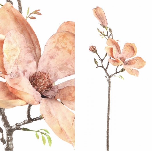 Flower Magnolia Light Brown