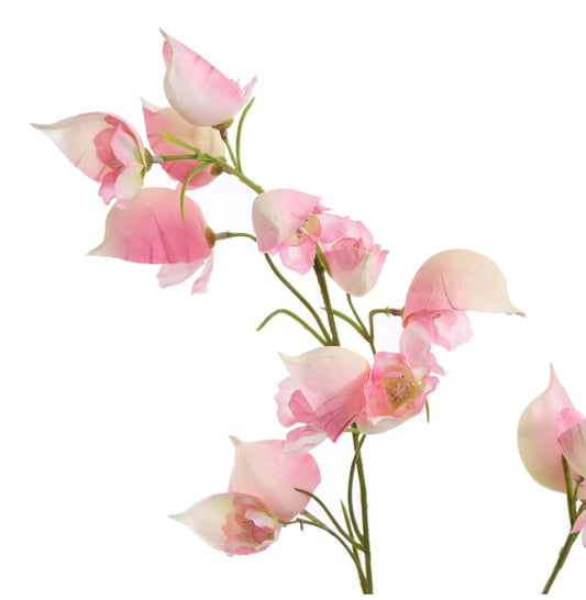 Flower Aconitum Pink