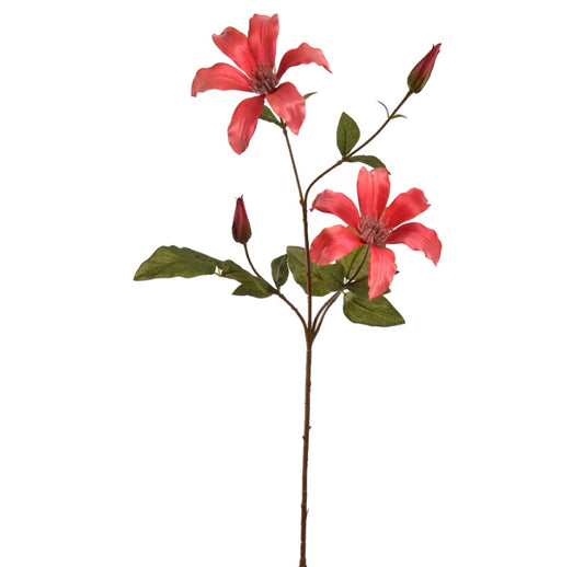 Flower Clematis Coral
