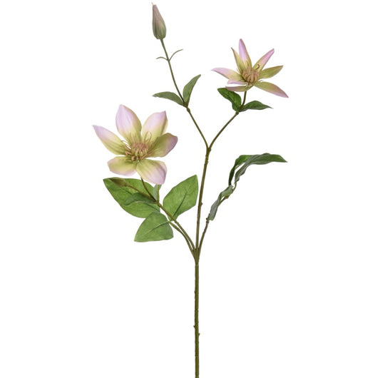 Flower Clematis Lilac