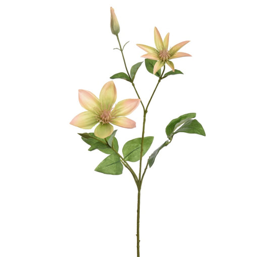 Flower Clematis Peach