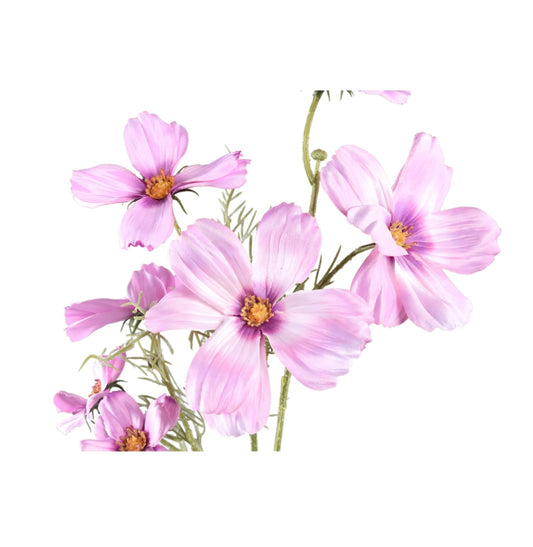Flower Cosmos Light Pink