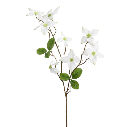Flower Cornus White