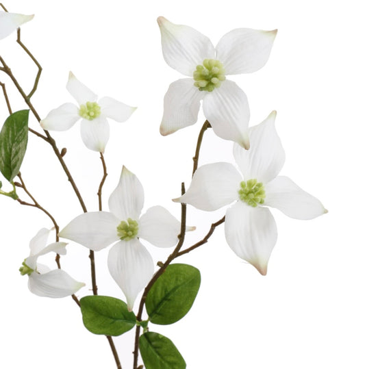 Flower Cornus White