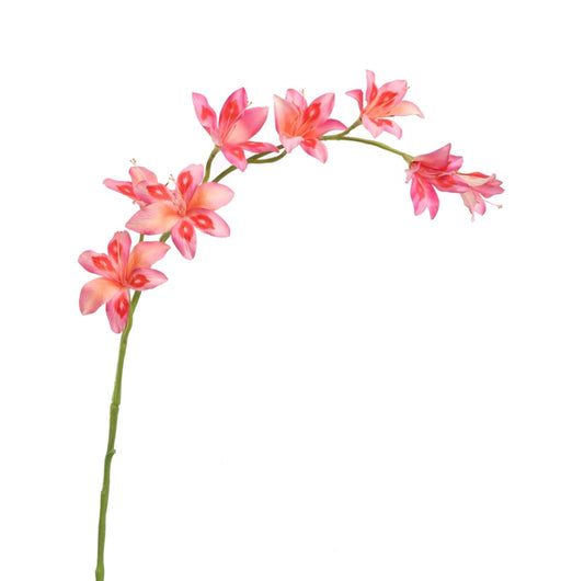 Flower Gladiolus Nanus Pink