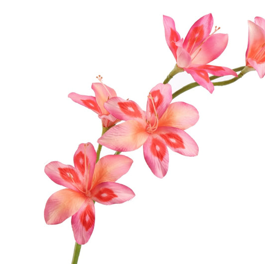 Flower Gladiolus Nanus Pink