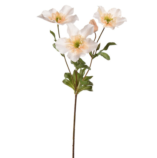 Flower Helleborus Vanilla