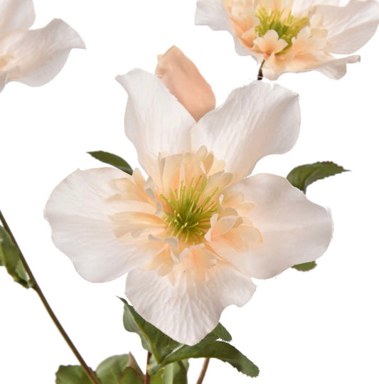 Flower Helleborus Vanilla