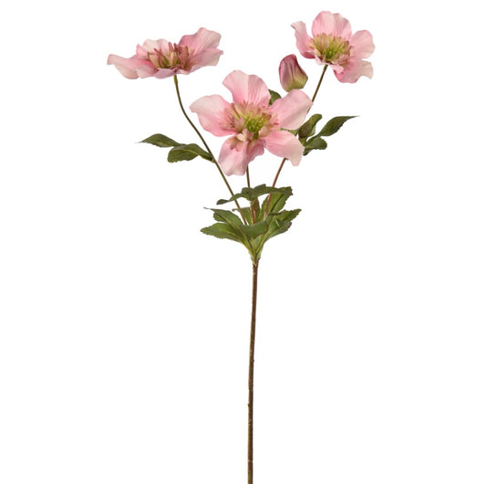 Flower Helleborus Pink