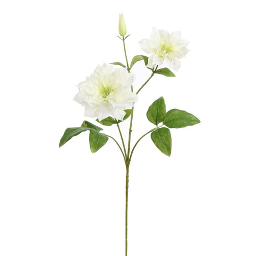Flower Clematis Diamantina Crème