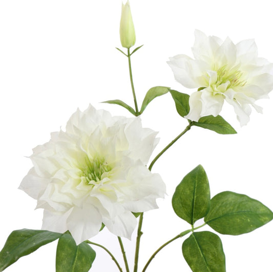 Flower Clematis Diamantina Crème