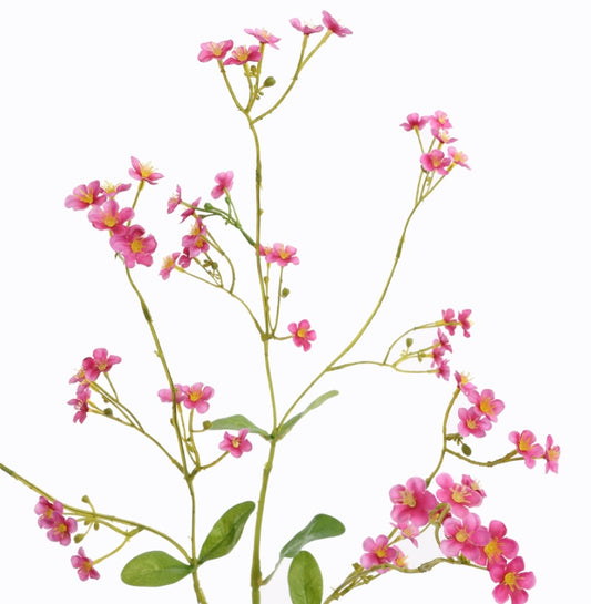 Flower Gypsophyle Beauty Pink