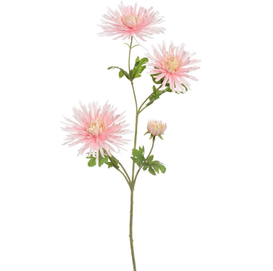 Flower Spider Gerbera Pink